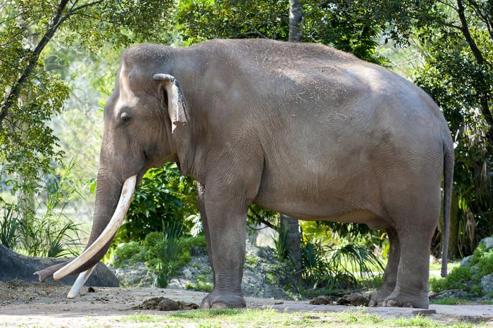 Zoo Miami mourns loss of ‘iconic’ elephant, fixture since 1967