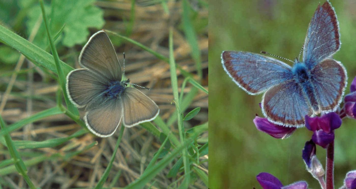 Efforts to Save Endangered Blue Butterfly Quadruples its Population–but Also Saves a Lupine from Extinction