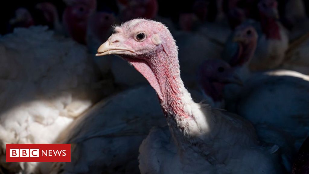 Gripe aviária: há risco para humanos após surto que matou 50 milhões de aves nos EUA? - BBC News Brasil