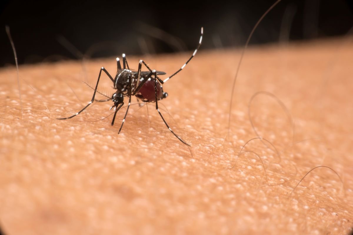 DF teve quase 80 mil suspeitas de dengue notificadas em 2022 | Metrópoles