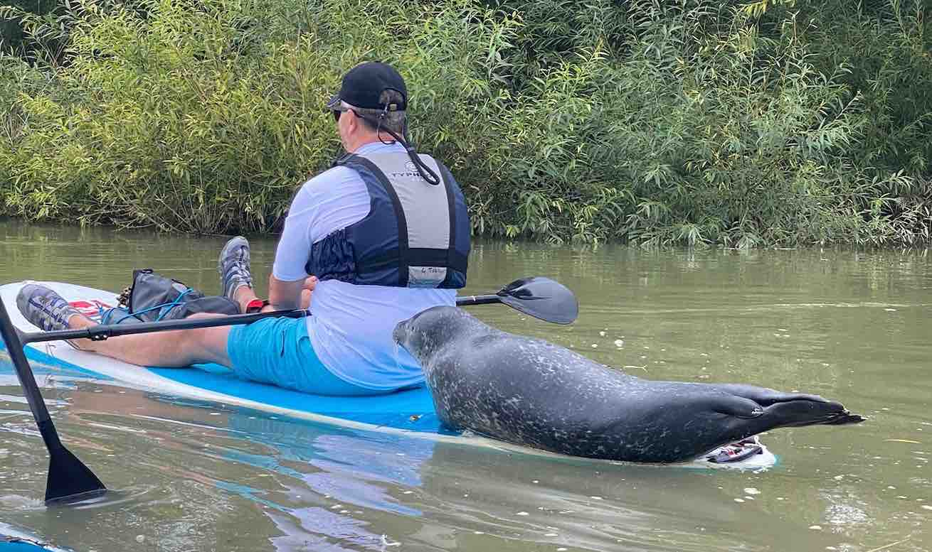 Watch the Moment This Seal Jumps Right On The Back of a Paddle Board to Hitch a Ride