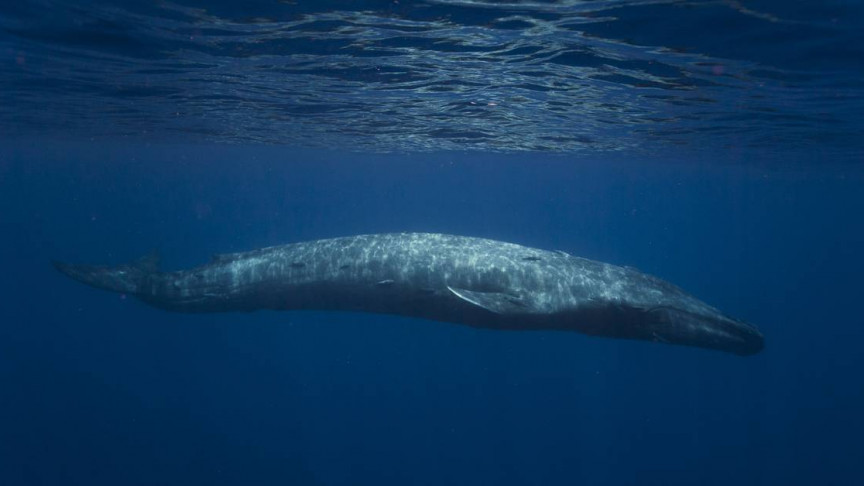Blue Whale Spotted in Sydney Probably for the Third Time in 100 Years