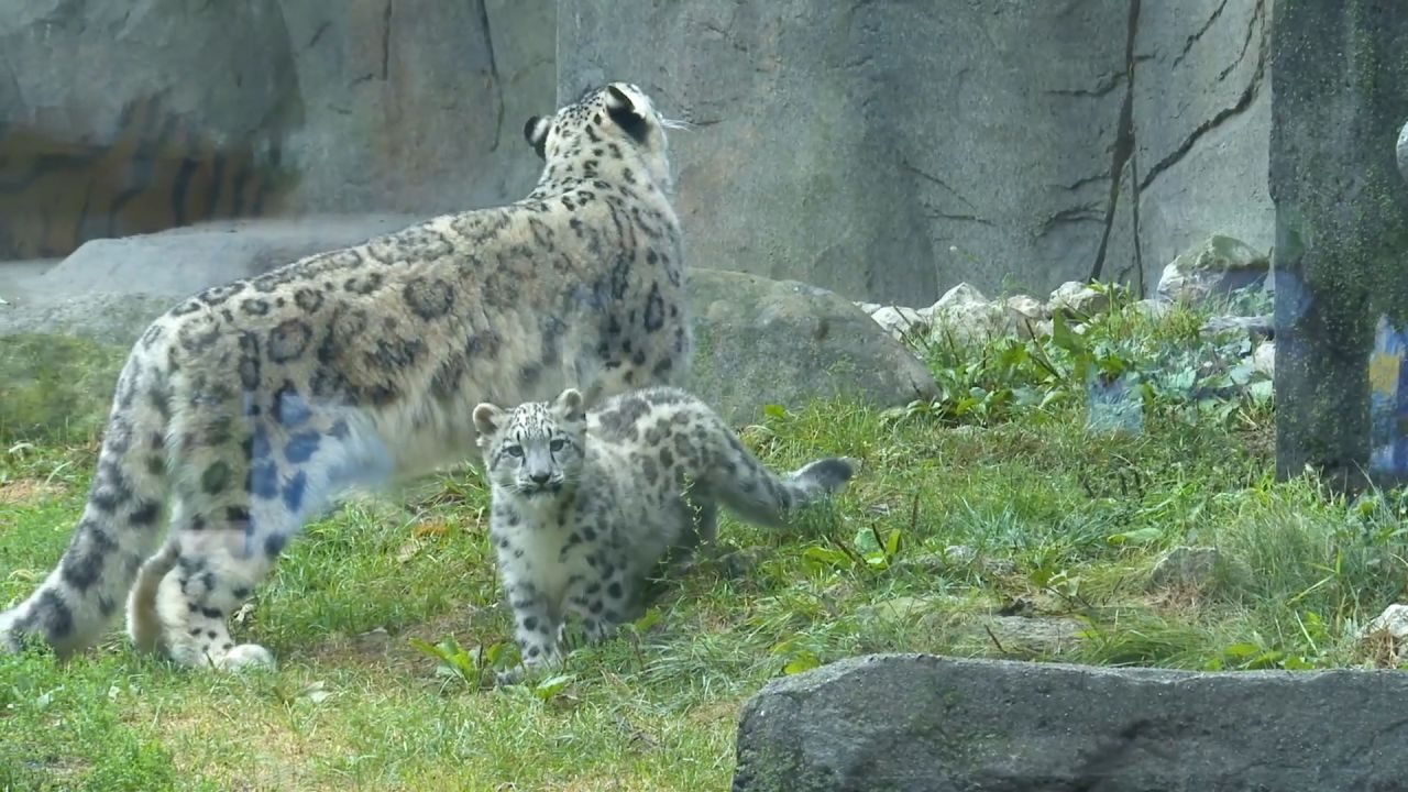 Little snow leopard cub makes big debut at the Brookfield Zoo