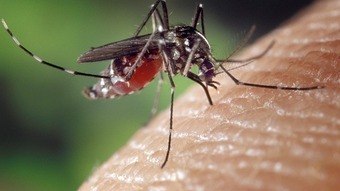 Dengue deve bater recorde de mortes no país, e epidemia pode avançar sobre o Nordeste
