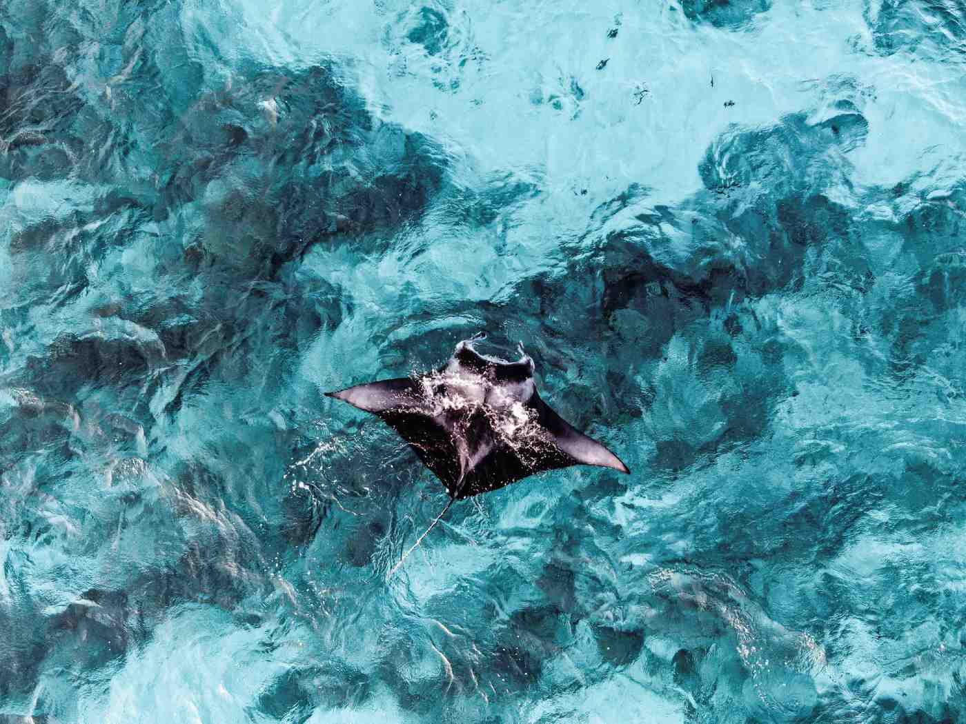 Scientists Find Only The Third Manta Ray Nursery in the World, “Right Under Our Nose” Off Florida Coast