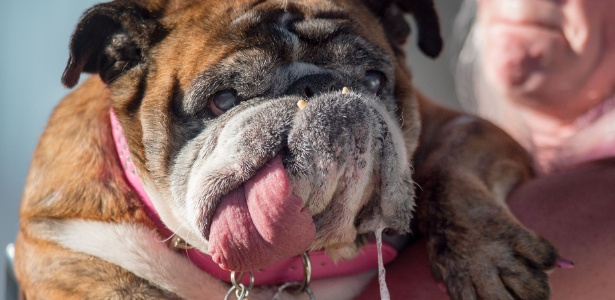 Buldogue babona é eleita o cachorro mais feio do mundo