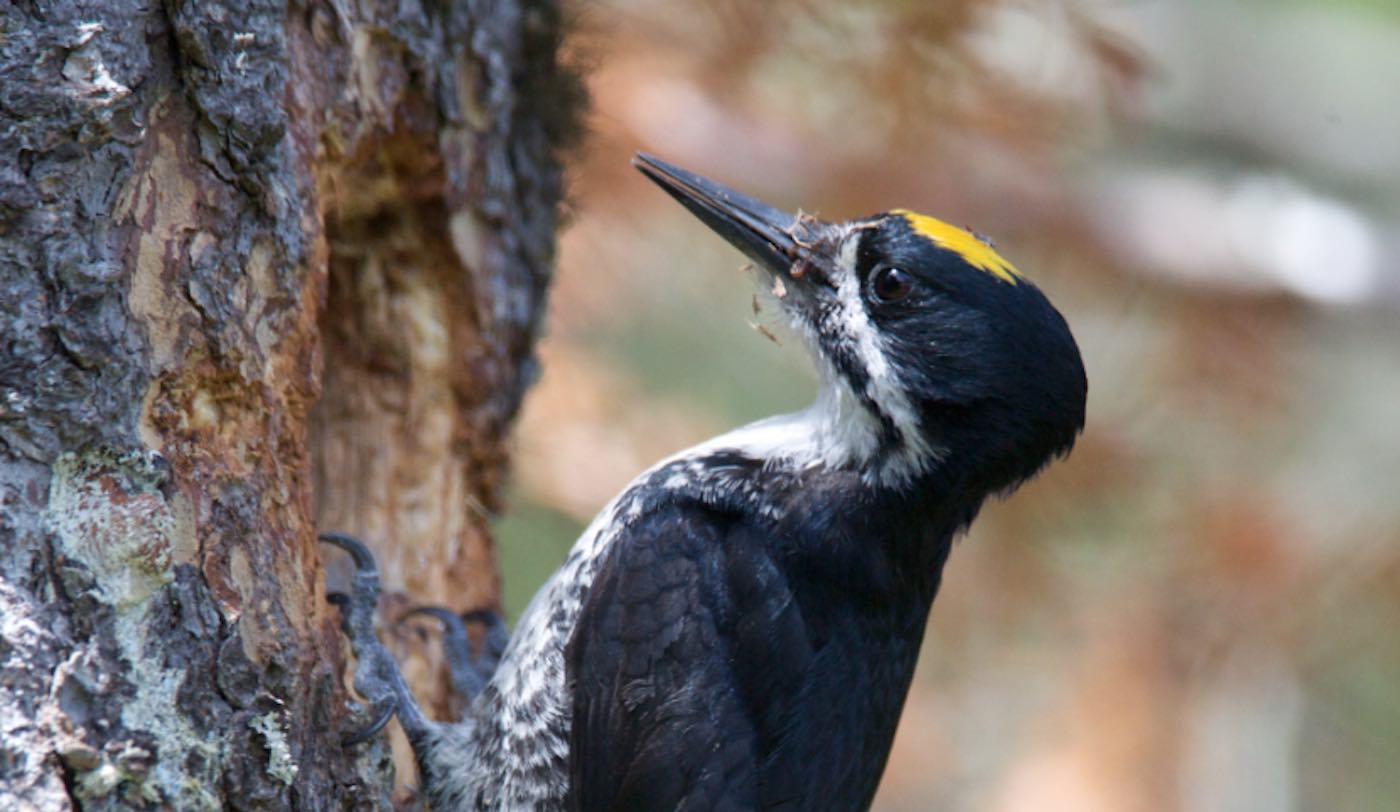 Fires Have Helped These Endangered Woodpeckers Make a Comeback, and It’s a Reminder of Nature’s Resiliency