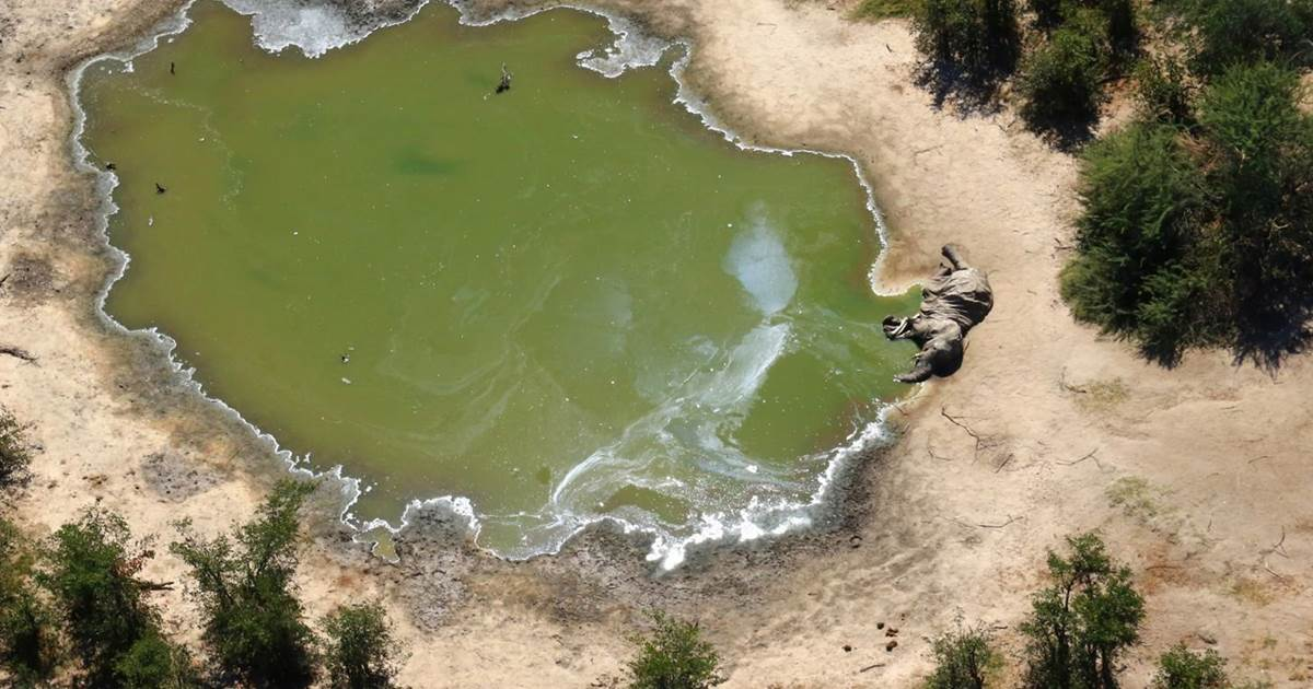 Algae to blame for over 300 elephant deaths, Botswana officials say