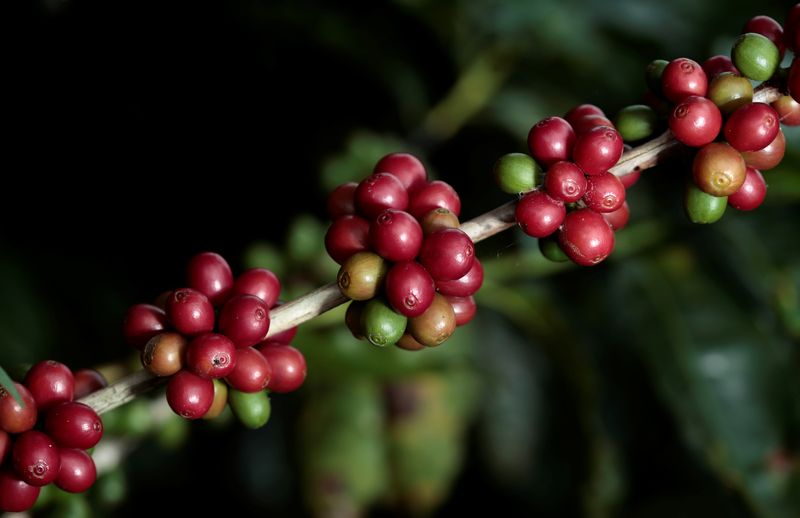 Exportação de café do Brasil pode fechar safra com queda de 2 mi sacas, diz Cecafé - ISTOÉ DINHEIRO