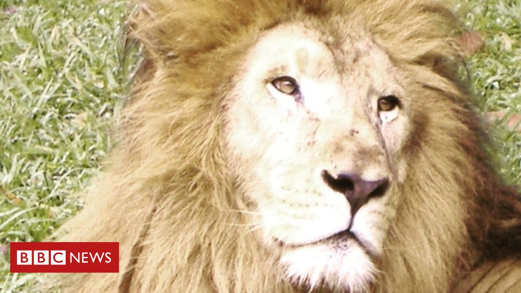 Magro e infestado de larvas: a morte suspeita do leão Nagan em zoo do interior de SP - BBC News Brasil