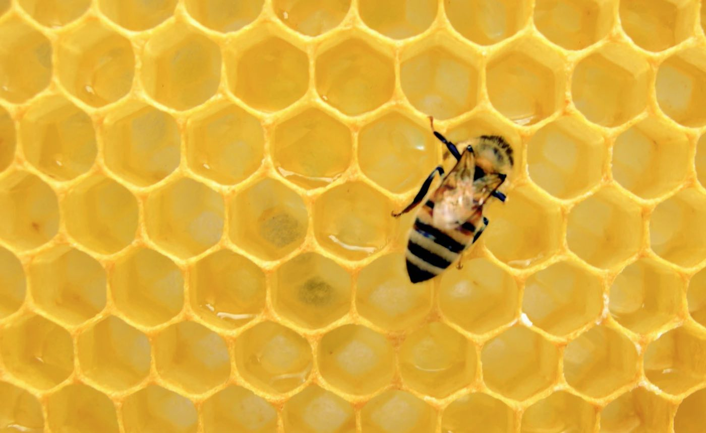 Bee Populations Are Increasing In Many States–With Maine Seeing 70% Rise In 2 Years