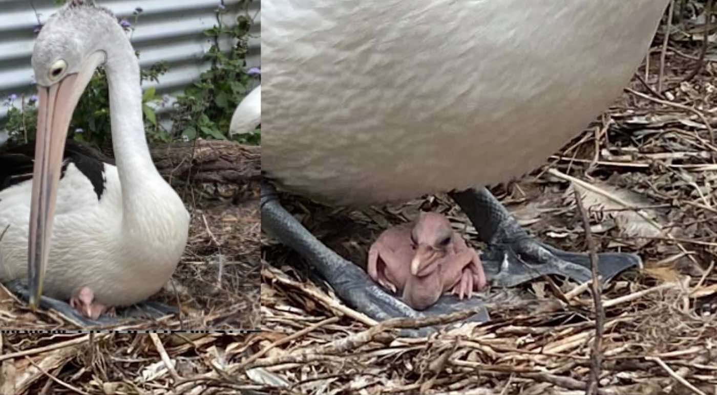 Pelican That Tried to Hatch Chick of its Own for Years Gets Some Help This Year–And it's Adorable