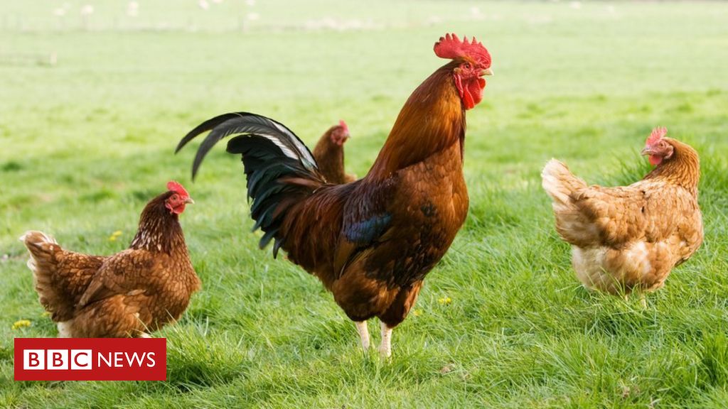 Gripe aviária é detectada em mamíferos no Reino Unido: há riscos para humanos? - BBC News Brasil