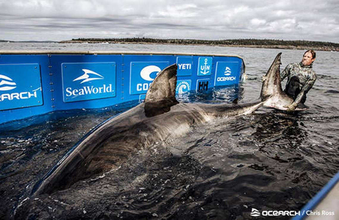 17-foot white shark caught off Nova Scotia declared a 3,541-pound ‘Queen of the Ocean’