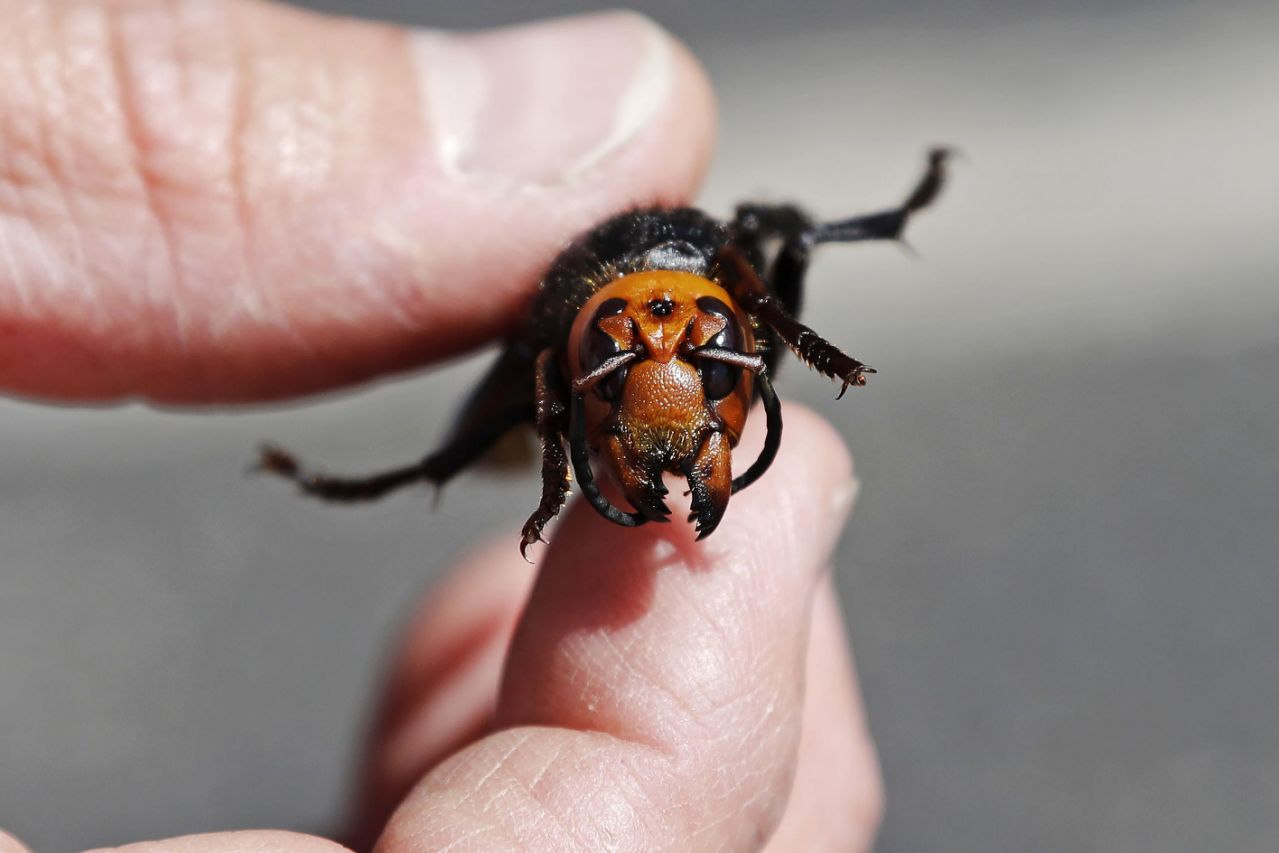 Search underway for murder hornets nest in Washington state